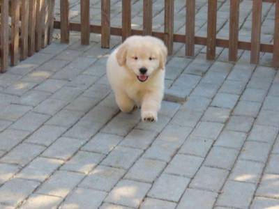 Golden Retriever Filhote Macho Espetacular Tajj Mahall Microchipado Curitiba Vacinas importadas