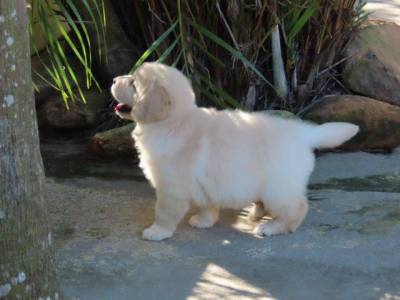 Golden Retriever Filhote Macho Espetacular Tajj Mahall Microchipado Curitiba Vacinas importadas