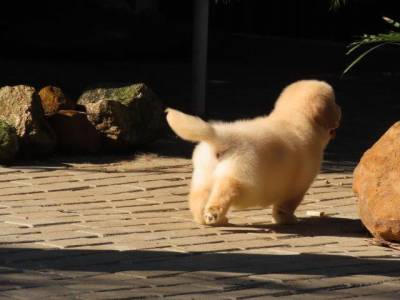 Golden Retriever Filhote Macho Espetacular Tajj Mahall Microchipado Curitiba Vacinas importadas