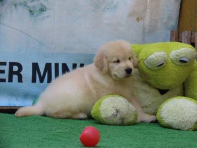 Golden Retriever Filhote Macho Espetacular Tajj Mahall Microchipado Curitiba Vacinas importadas