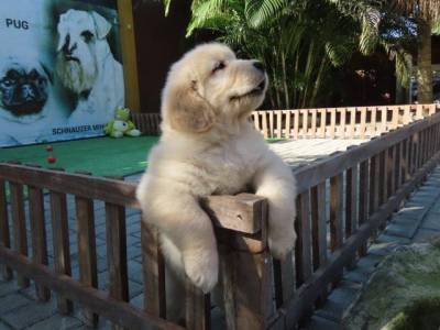 Golden Retriever Filhote Macho Espetacular Tajj Mahall Microchipado Curitiba Vacinas importadas