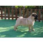 Pug Pug Filhote Macho Lindo Microchipado Curitiba Canil Tajj Mahall Excelente Linhagem Vacina Importada Paran CURITIBA