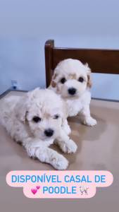 FILHOTES DE POODLE TOY MACHO E FMEA