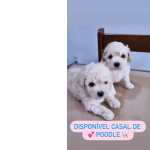 Poodle Toy FILHOTES DE POODLE TOY MACHO E FMEA So Paulo Cotia