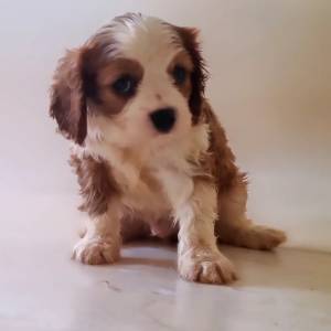 Cavalier King Charles Spaniel macho blenheim