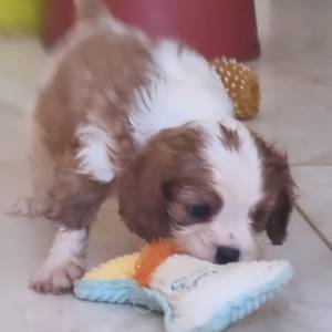 Cavalier King Charles Spaniel macho blenheim