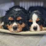 Cavalier King Charles Filhote Cavalier KIng Charles Spaniel machos tricolor Rio de Janeiro RJ