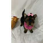 Yorkshire Terrier FILHOTE DE YORKSHIRE FMEA So Paulo Cotia