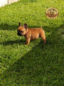 Cachorros Bulldog Francs com Lop e Afixo