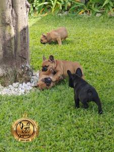 Cachorros Bulldog Francs com Lop e Afixo