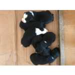 Border Collie Filhotes de Border Collie com pedigree CBKC Rio de Janeiro Rio De Janeiro