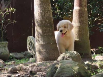 GOLDEN RETRIEVER FILHOTE MACHO CANIL TAJJ MAHALL LINDSSIMO  CURITIBA