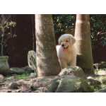 Golden Retriever GOLDEN RETRIEVER FILHOTE MACHO CANIL TAJJ MAHALL LINDSSIMO  CURITIBA Paran CURITIBA