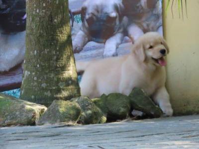 GOLDEN RETRIEVER FILHOTE MACHO CANIL TAJJ MAHALL LINDSSIMO  CURITIBA