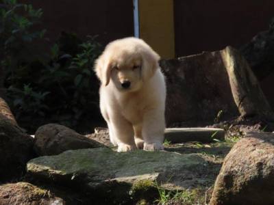 GOLDEN RETRIEVER FILHOTE MACHO CANIL TAJJ MAHALL LINDSSIMO  CURITIBA