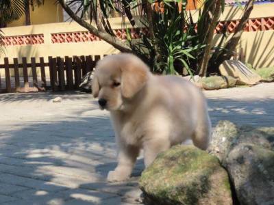 GOLDEN RETRIEVER FILHOTE MACHO CANIL TAJJ MAHALL LINDSSIMO  CURITIBA