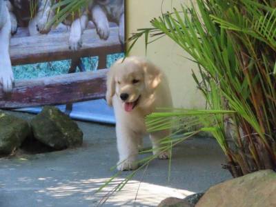 GOLDEN RETRIEVER FILHOTE MACHO CANIL TAJJ MAHALL LINDSSIMO  CURITIBA