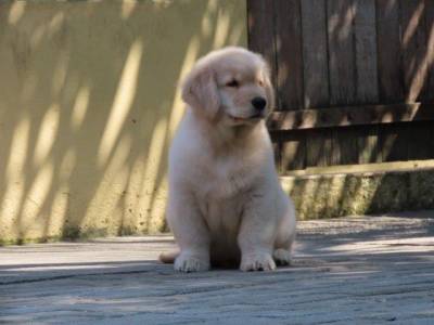 GOLDEN RETRIEVER FILHOTE MACHO CANIL TAJJ MAHALL LINDSSIMO  CURITIBA