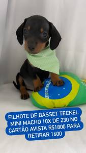 FILHOTE DE BASSET TECKEL MACHO