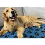 Golden Retriever Melhores Filhotes de Golden Retriever com Pedigree Pernambuco Camaragibe