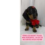 Dachshund FILHOTES DE BASSET TECKEL So Paulo Cotia Granja Viana