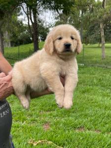 NOSSOS FILHOTES DE GOLDEN RETRIEVER SO CRIADOS POR MDICA VETERINRIA