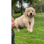 Golden Retriever NOSSOS FILHOTES DE GOLDEN RETRIEVER SO CRIADOS POR MDICA VETERINRIA So Paulo So Paulo