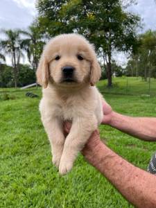 NOSSOS FILHOTES DE GOLDEN RETRIEVER SO CRIADOS POR MDICA VETERINRIA