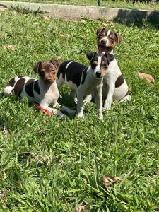 Filhotes de Fox paulistinha terrier brasileiro