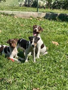 Filhotes de Fox paulistinha terrier brasileiro