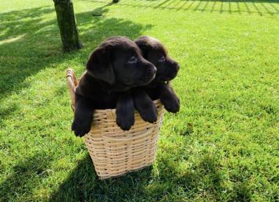 Labrador Retriever castanho e preto