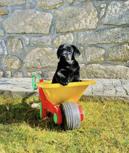 Labrador Retriever castanho e preto