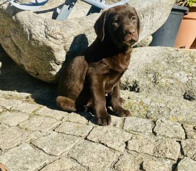 Labrador Retriever castanho e preto