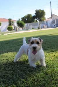 Jack Russell terrier plo cerdoso Lop