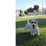 Jack Russel Terrier Jack Russell terrier plo cerdoso Lop Lisboa Santa Iria Azoia