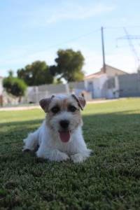 Jack Russell terrier plo cerdoso Lop