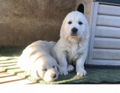 Venda Cachorro Golden Retriever com LOP e Afixo