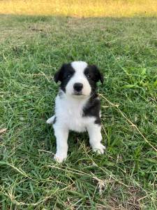 Border Collie com pedigree CBKC