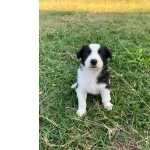 Border Collie Border Collie com pedigree CBKC Rio de Janeiro Rio De Janeiro