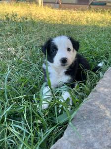 Border Collie com pedigree CBKC