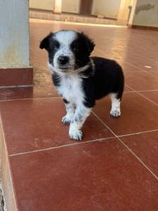 Border Collie com pedigree CBKC