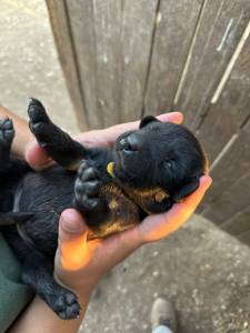 Labrador Retriever