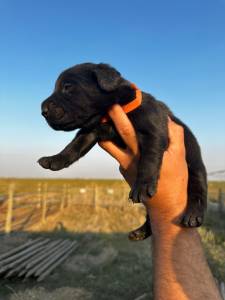 Labrador Retriever