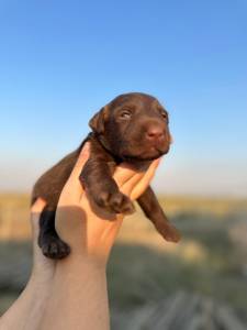 Labrador Retriever