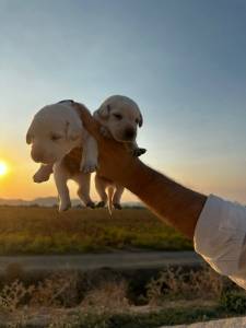 Labrador Retriever