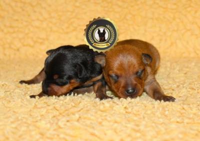 Pinscher Super Miniatura