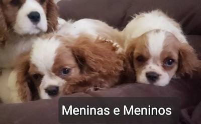 Cavalier King Charles Spaniel fmeas e machos