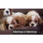 Cavalier King Charles Cavalier King Charles Spaniel fmeas e machos Rio de Janeiro RJ