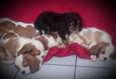 Cavalier King Charles Spaniel fmeas e machos