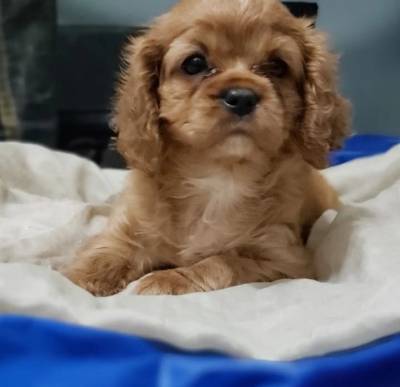 Cavalier King Charles Spaniel fmeas e machos